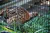 ueno_zoo_4719_mini.jpg