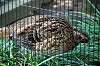 ueno_zoo_4720_mini.jpg