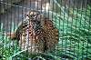 ueno_zoo_4722_mini.jpg