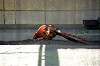 ueno_zoo_4724_mini.jpg