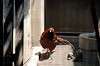 ueno_zoo_4729_mini.jpg