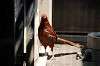 ueno_zoo_4730_mini.jpg