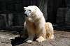 ueno_zoo_4731_mini.jpg