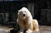 ueno_zoo_4733_mini.jpg
