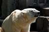 ueno_zoo_4735_mini.jpg