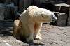 ueno_zoo_4737_mini.jpg