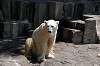 ueno_zoo_4739_mini.jpg
