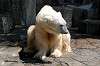 ueno_zoo_4740_mini.jpg