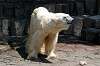 ueno_zoo_4742_mini.jpg