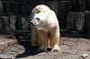 ueno_zoo_4743_mini.jpg