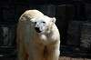 ueno_zoo_4745_mini.jpg