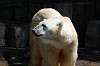 ueno_zoo_4746_mini.jpg