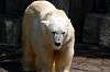 ueno_zoo_4748_mini.jpg