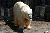 ueno_zoo_4749_mini.jpg