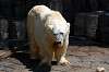 ueno_zoo_4750_mini.jpg