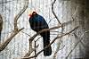 ueno_zoo_4751_mini.jpg