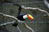 ueno_zoo_4756_mini.jpg