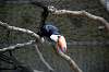 ueno_zoo_4757_mini.jpg