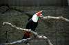 ueno_zoo_4759_mini.jpg