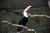 ueno_zoo_4764_mini.jpg
