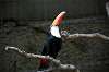 ueno_zoo_4765_mini.jpg