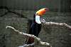 ueno_zoo_4767_mini.jpg