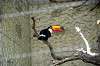 ueno_zoo_4770_mini.jpg