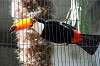 ueno_zoo_4771_mini.jpg