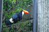 ueno_zoo_4772_mini.jpg