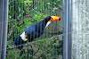 ueno_zoo_4773_mini.jpg