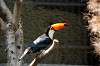 ueno_zoo_4777_mini.jpg