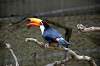ueno_zoo_4781_mini.jpg
