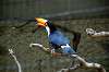 ueno_zoo_4782_mini.jpg
