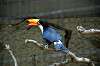 ueno_zoo_4783_mini.jpg