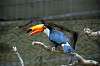 ueno_zoo_4784_mini.jpg