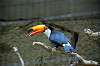 ueno_zoo_4785_mini.jpg