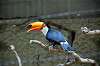ueno_zoo_4786_mini.jpg