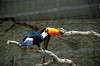 ueno_zoo_4791_mini.jpg
