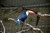 ueno_zoo_4792_mini.jpg