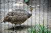ueno_zoo_4794_mini.jpg