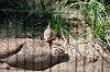 ueno_zoo_4797_mini.jpg