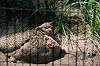 ueno_zoo_4798_mini.jpg