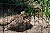 ueno_zoo_4799_mini.jpg