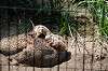 ueno_zoo_4800_mini.jpg