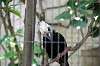 ueno_zoo_4801_mini.jpg