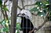 ueno_zoo_4803_mini.jpg