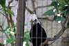 ueno_zoo_4805_mini.jpg