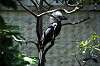 ueno_zoo_4807_mini.jpg