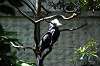 ueno_zoo_4808_mini.jpg