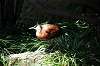 ueno_zoo_4810_mini.jpg